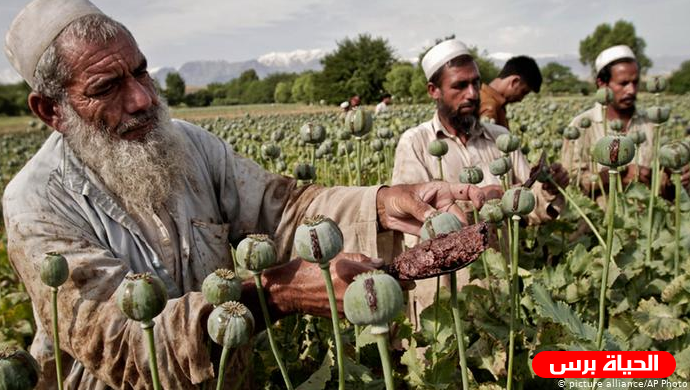 أفغانستان تسيطر على 80% من أسواق الأفيون العالمية هل ستتخلى طالبان عنها..؟!